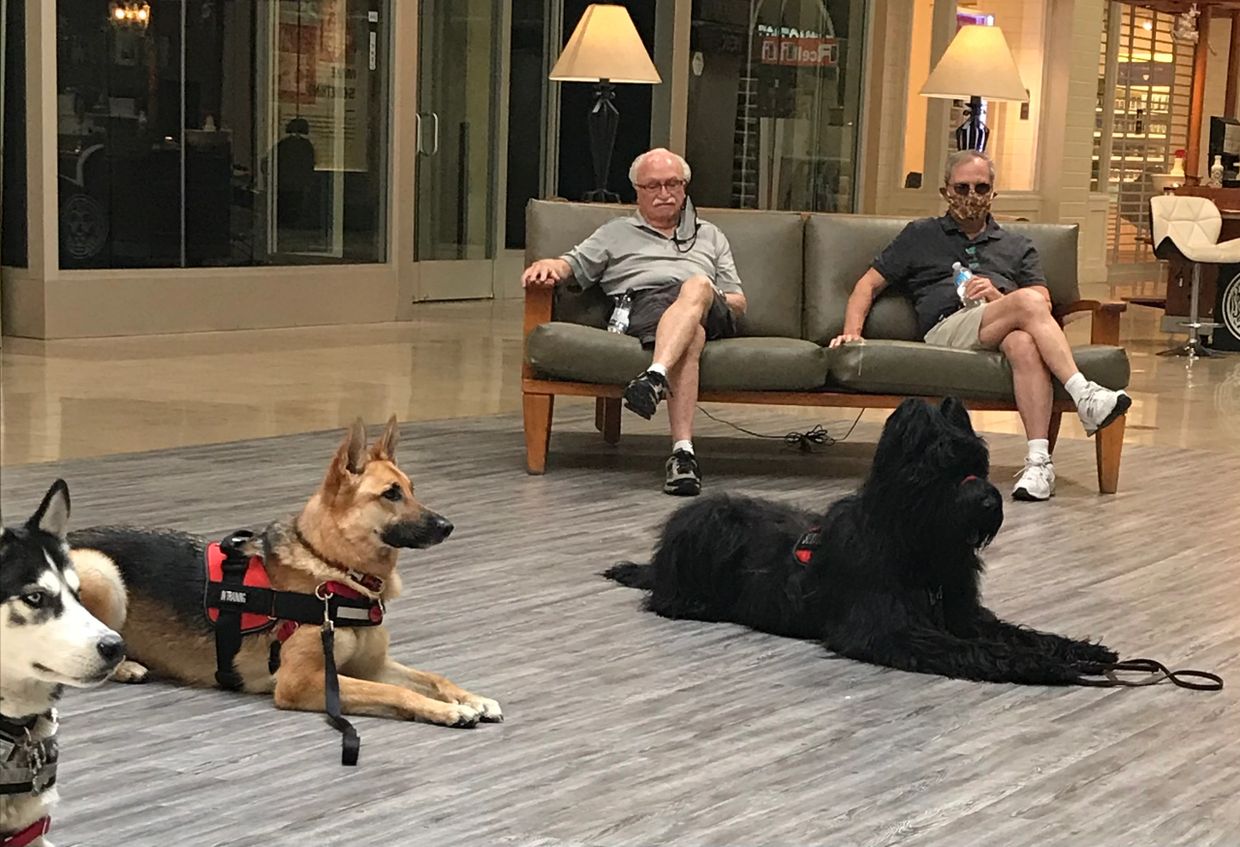 Do Therapy Dogs Have Public Access